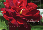 Календарь "Августовский сад. Роза №2". Август 2016