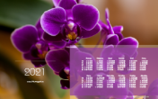 Календарь "Орхидея пурпурный фаленопсис" 2021