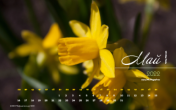 Календарь "Майский сад. Нарциссы". Май 2022