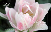 Календарь "Бледно-розовый тюльпан". Апрель 2022