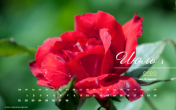 Календарь "Июльский сад. Роза". Июль 2022
