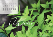 Календарь "Зеленое"-Июнь'21