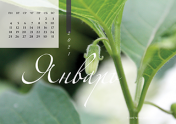 Календарь "Зеленое"-Январь'21