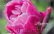 Календарь "Пурпурный тюльпан". Апрель 2022