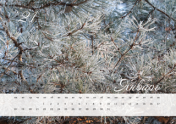 Календарь "Январский сад. Сосна". Январь 2021