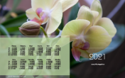 Календарь "Орхидея лимонный фаленопсис №1" 2021