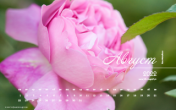 Календарь "Августовский сад. Роза Mary Rose". Август 2022
