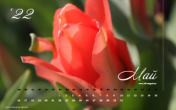 Календарь "Майский сад. Тюльпаны. №2". Май 2022