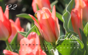 Календарь "Майский сад. Тюльпаны. №1". Май 2022