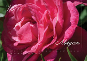 Календарь "Августовский сад. Роза". Август 2016