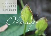 Календарь "Зеленое"-Октябрь'21